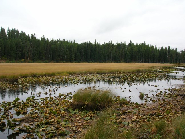 Marshland along the highway