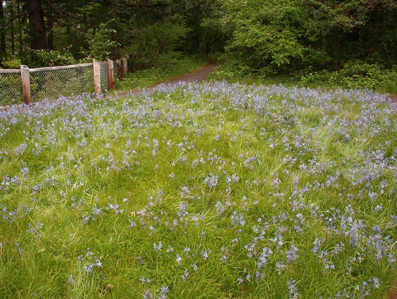 
A small camas field atop the bluff