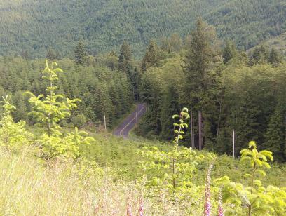 Carbon River Road, down the hillside. Another fun road towards the mountain.