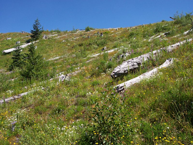 Hillside on the south side of Johnston Ridge, which faces the crater.