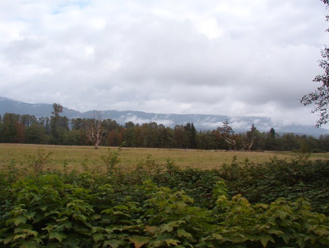 Old Pastureland along South Skagit Highway